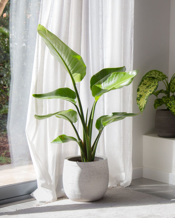 Strelitzia nicolai - estrelícia na decoração de interiores