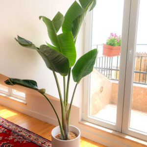 Strelitzia nicolai - estrelicia gigante na decoração da sala