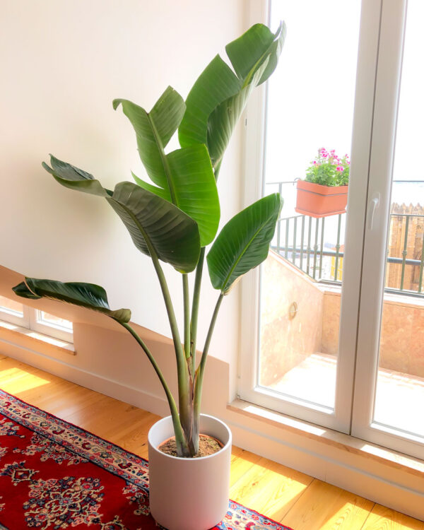 Strelitzia nicolai - estrelicia gigante na decoração da sala