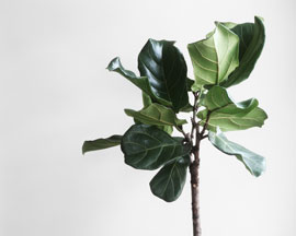 Ficus lirata planta folhas