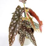 Begonia maculata silverspot