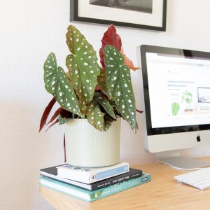 Begonia maculata com vaso Urban Jungle