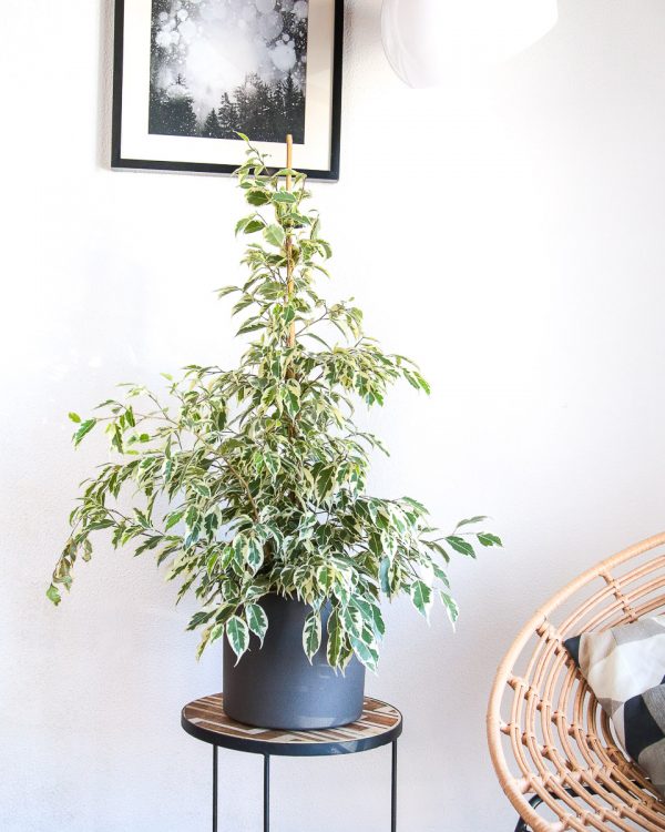 Planta Ficus benjamina variegata em vaso Urban Jungle comprar
