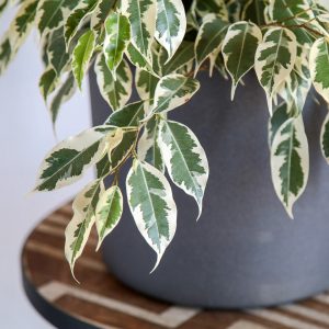 Planta Ficus benjamina variegata Urban Jungle comprar