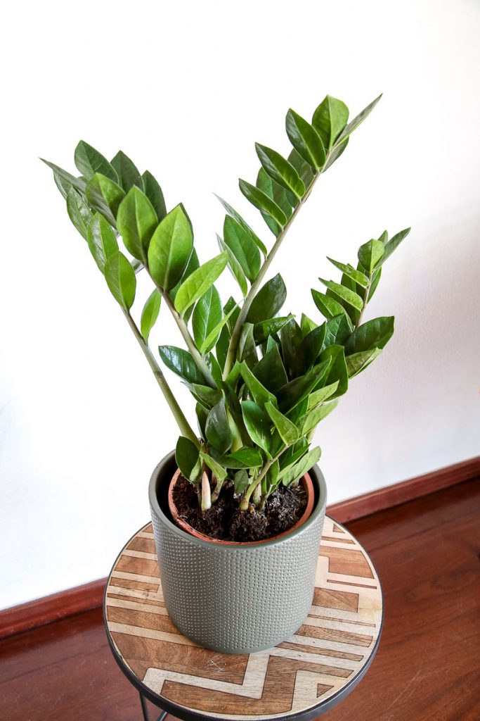 zamioculcas zamiifolia planta da sorte em vaso verde comprar urban jungle