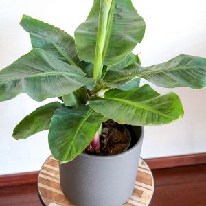 bananeira em vaso planta interior ornamental