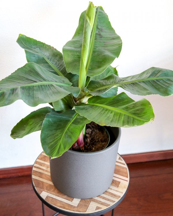 bananeira em vaso planta interior ornamental