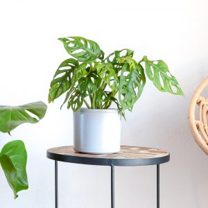 Monstera adansonii comprar em vaso urban jungle escritorio