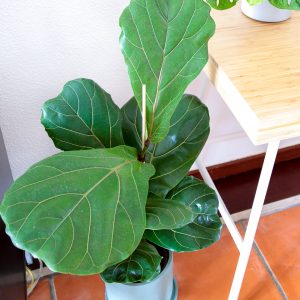 Ficus lirata em vaso Urban Jungle comprar