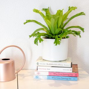 Asplenium antiquum 'Crissie' planta em vaso Urban Jungle comprar