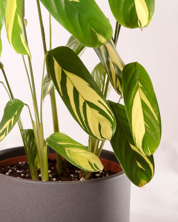 Ctenanthe lubbersiana ’Variegata’ - comprar planta Urban Jungle