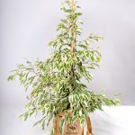 Planta Ficus benjamina variegata Urban Jungle comprar