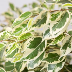 Folhas da planta Ficus benjamina variegata Urban Jungle comprar