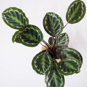 Calathea veitchiana medallion Urban Jungle comprar