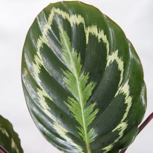 Folha de Calathea veitchiana medallion Urban Jungle