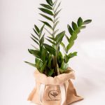 zamioculcas zamiifolia planta da sorte comprar