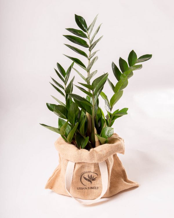 zamioculcas zamiifolia planta da sorte comprar urban jungle