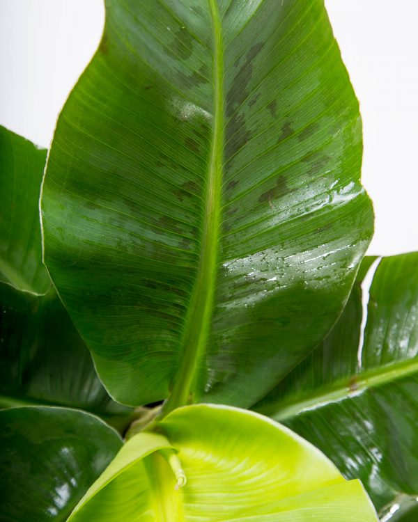 bananeira em vaso planta interior ornamental folha