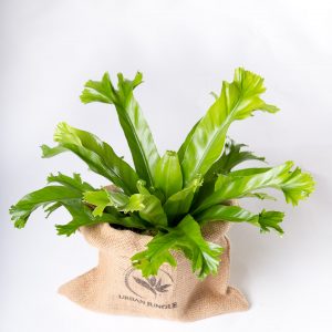 Asplenium antiquum 'Crissie' planta Urban Jungle comprar