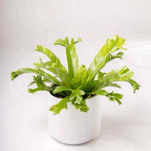 Asplenium antiquum 'Crissie' planta em vaso Urban Jungle comprar