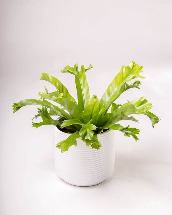 Asplenium antiquum 'Crissie' planta em vaso Urban Jungle comprar