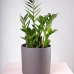 Vaso decorativo para plantas Maceo Sand antracite com planta zamioculcas