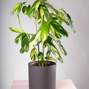 Vaso decorativo para plantas Maceo Sand antracite com planta ctenathe