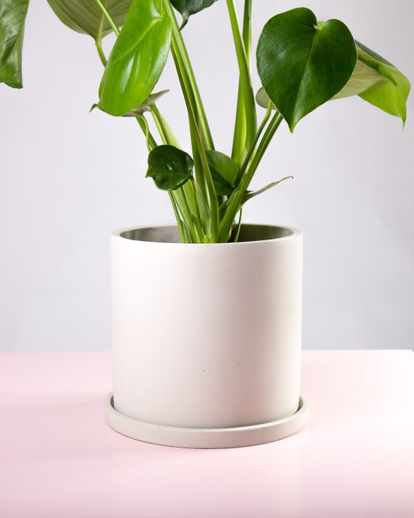 Vaso decorativo para plantas com costela de adão