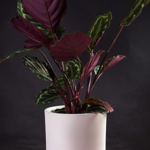 Calathea veitchiana medallion em vaso Urban Jungle comprar