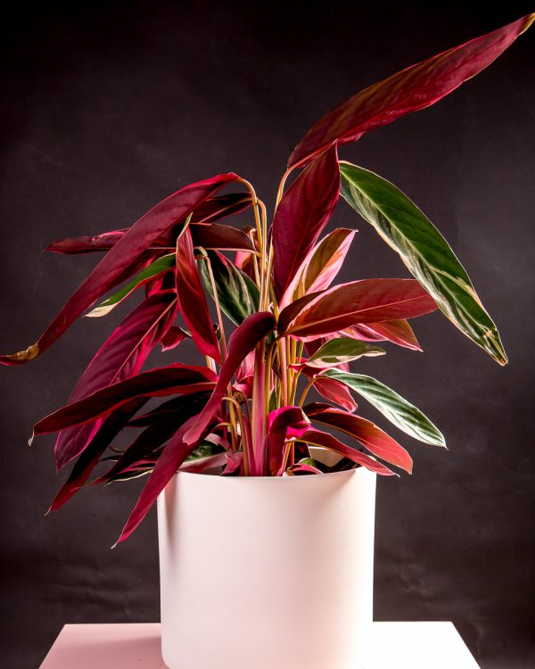 Planta Stromanthe triostar em vaso Urban Jungle