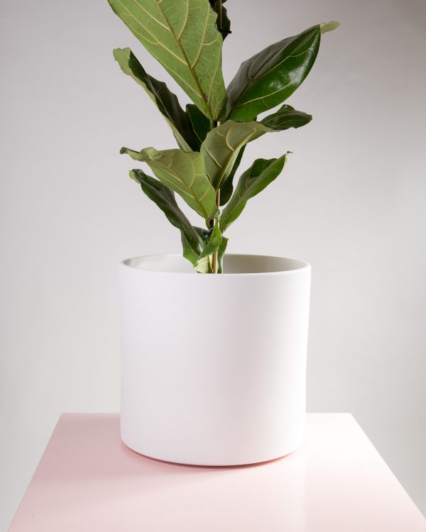 Vaso decorativo para plantas Maceo sand XXL branco ficus lirata