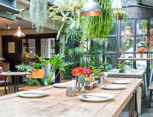 Plantas de interior Urban Jungle em restaurante