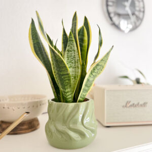 Sansevieria trifasciata- Espada de São Jorge em vaso cerâmica verde