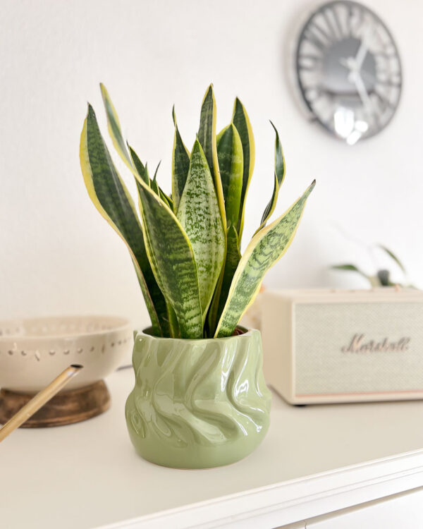 Sansevieria trifasciata- Espada de São Jorge em vaso cerâmica verde