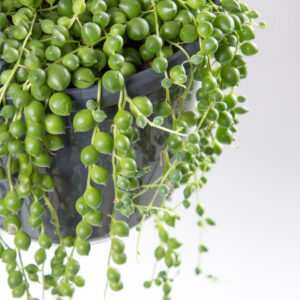 Senecio rowleyanus teardrops