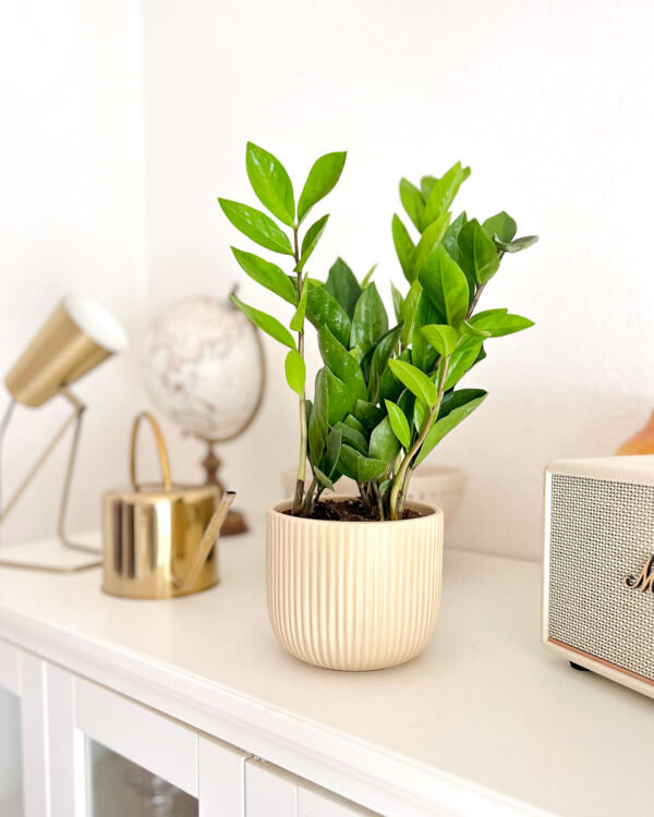 Zamioculcas zamiifolia em vaso cerâmica