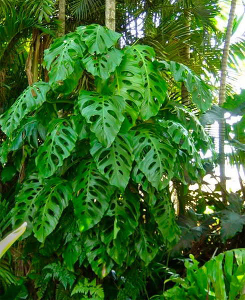 Monstera adansonii na floresta tropical nativa