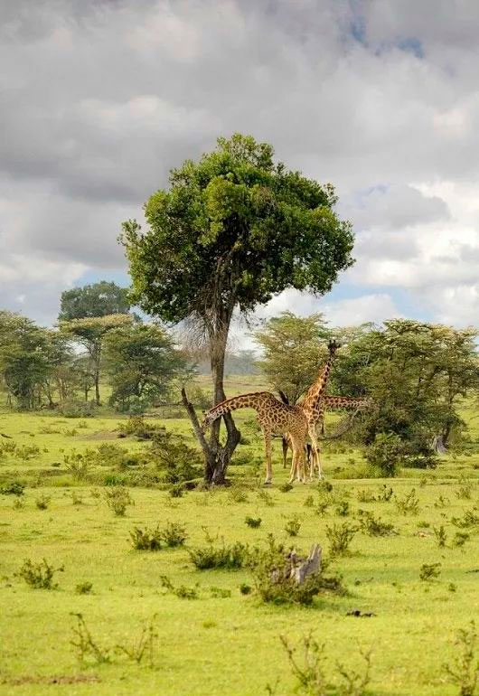 Paisagem savana africana no Quénia