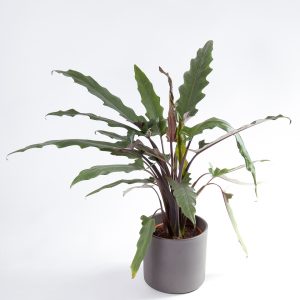 Alocasia lauterbachiana com vaso Urban Jungle