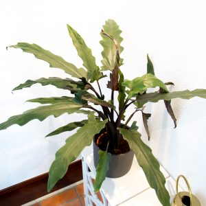 Alocasia lauterbachiana com vaso Urban Jungle