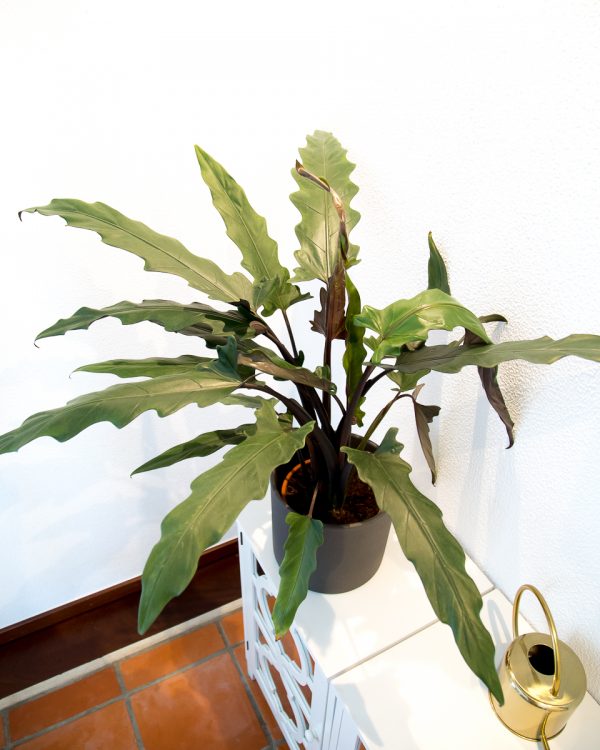 Alocasia lauterbachiana com vaso Urban Jungle