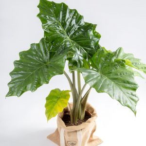 Alocasia orelha de elefante Urban Jungle