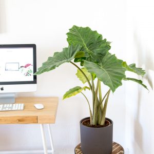 Alocasia orelha de elefante em vaso