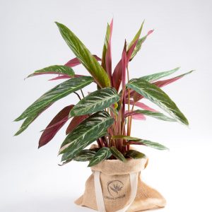 Calathea Magic star-3