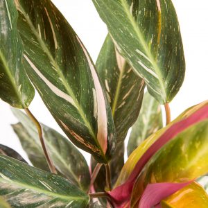 Calathea thalia Magic star Urban Jungle