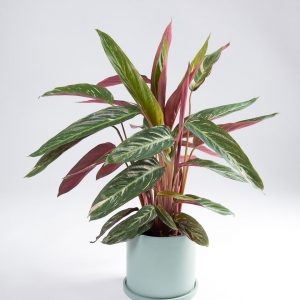 Calathea thalia Magic star Urban Jungle