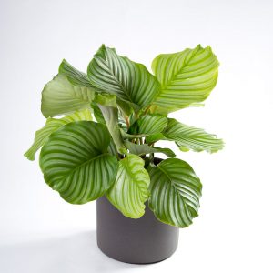 Calathea orbifolia com vaso Urban Jungle