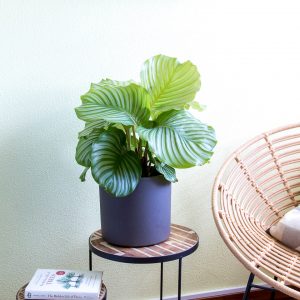 Calathea orbifolia com vaso Urban Jungle