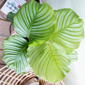 Calathea orbifolia Urban Jungle