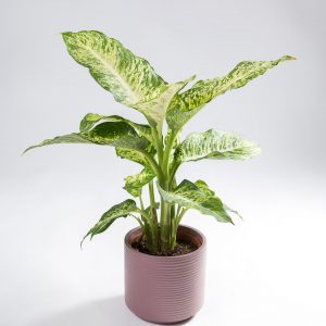 Dieffenbachia-planta comigo ninguem pode urban jungle